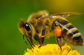 В Тульской области суд обязал пасечника переселить пчелиные семьи