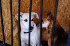 Приют «Любимец» для бездомных животных могут закрыть