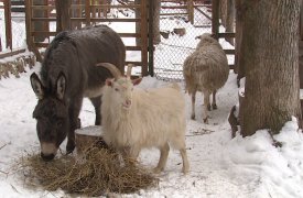 Животные из зооуголка центрального парка переехали зимовать в теплые вольеры