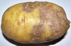 Как обезвредить дачный участок от фитофторы?