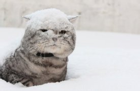 В субботу в Туле ожидается мокрый снег