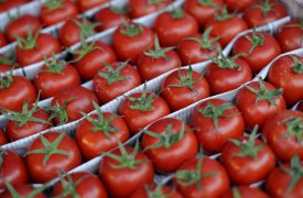 Россельхознадзор нашел в «Лакмине» тонну зараженных испанских томатов