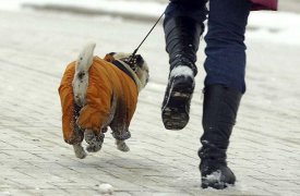 Завидев полицию, тульские владельцы собак убегают вместе с животными