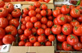 В Туле уничтожили 20 тонн санкционных помидоров, зараженных табачной белокрылкой
