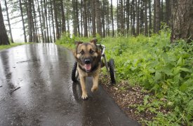 Собака-инвалид научилась бегать на двух лапах