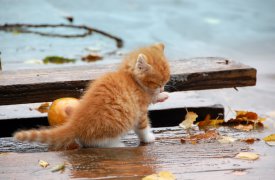 В пятницу туляков огорчит небольшой дождь