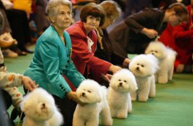 Всероссийская выставка собак пройдёт в Новомосковске