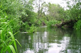 В реке Чернского района нашли труп пропавшей в августе женщины