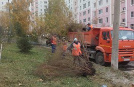 В Туле высаживают сосны, ели, липы, ивы и каштаны