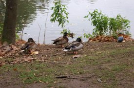 В Платоновском парке появилась зона культуры и отдыха