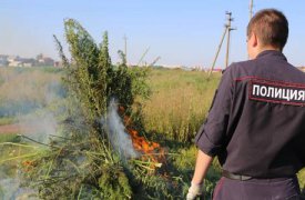 Полицейские в Тульской области сожгли более 10 тысяч кустов конопли