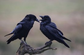 В Туле завершился первый этап строительства воинского кладбища