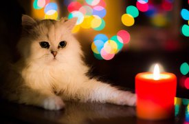 Где в Туле не будет света 5 декабря