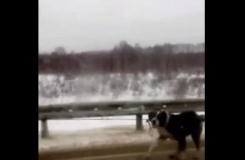 Прокуратура взяла на контроль дело о жестоком обращении с собакой