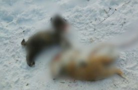 В Тульской области начали проверку по факту массового убийства собак