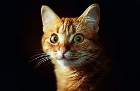 Где в Туле не будет света 20 декабря
