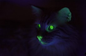 В каких квартирах Тулы елочка сегодня не загорится
