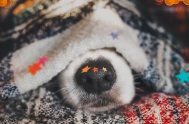 Какая погода ждёт туляков в последнюю пятницу года?