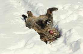 В выходные в Туле потеплеет до -1