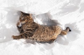 Погода в Туле 17 января