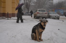 В первый день февраля Тулу будет посыпать снег