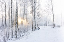 Москвич незаконно спилил три березки в лесу Тульской области