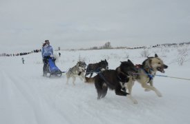 Гонки на собачьих упряжках прошли в пятый раз на Куликовом поле