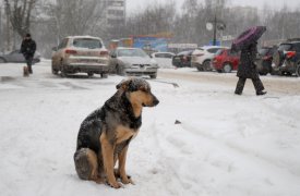 На отлов бездомных собак в Туле выделят более 10 миллионов