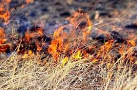 Поджигателям сухой травы светят серьёзные штрафы