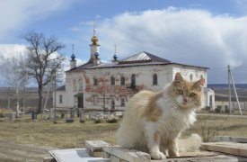 К вечеру в Туле соберётся небольшой дождь