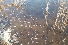 В реке Чернского района всплыла дохлая рыба