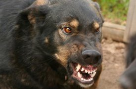 В Тульской области зафиксированы 6 вспышек бешенства животных